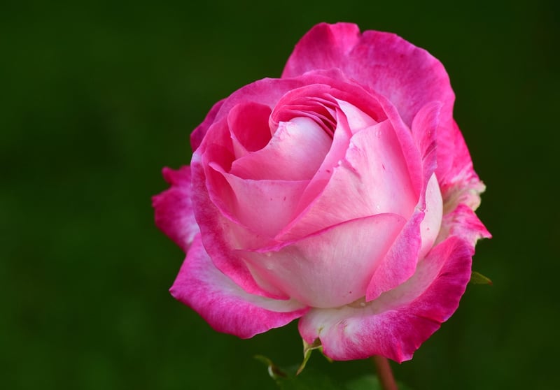 Whimsical Floral Image 1
